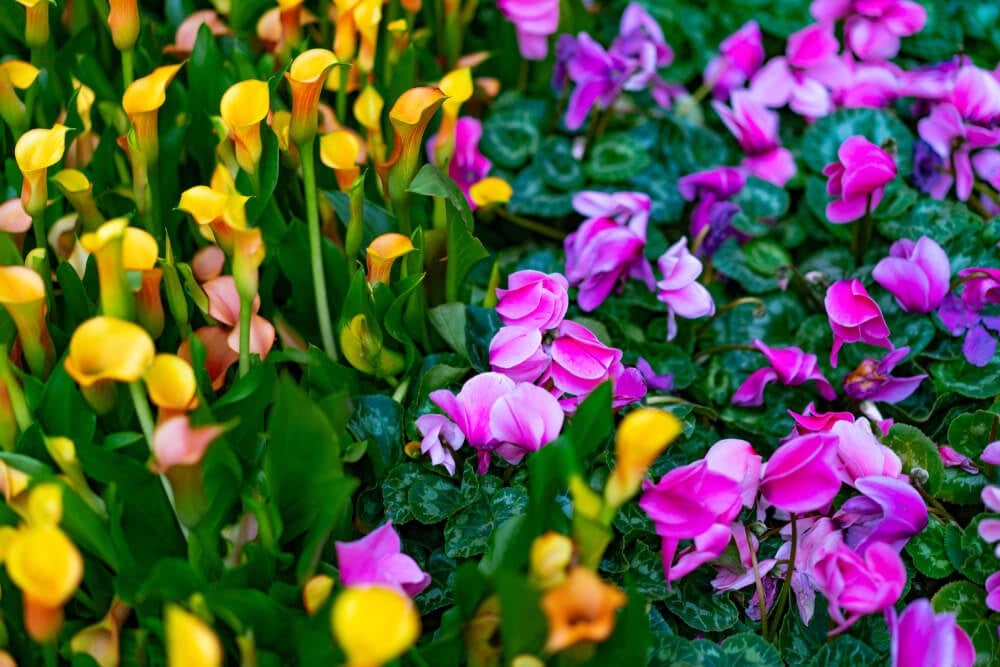 Botanical Conservatory 