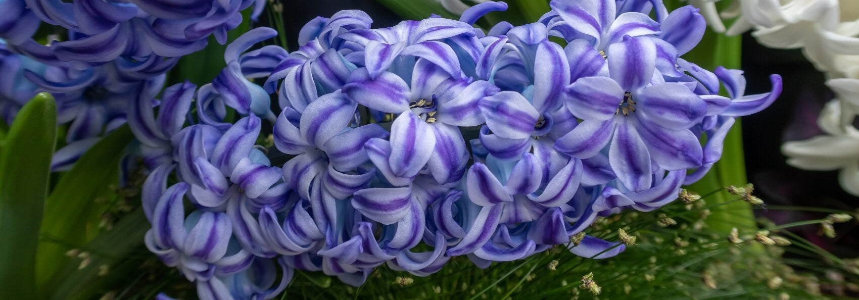 Botanical Conservatory 